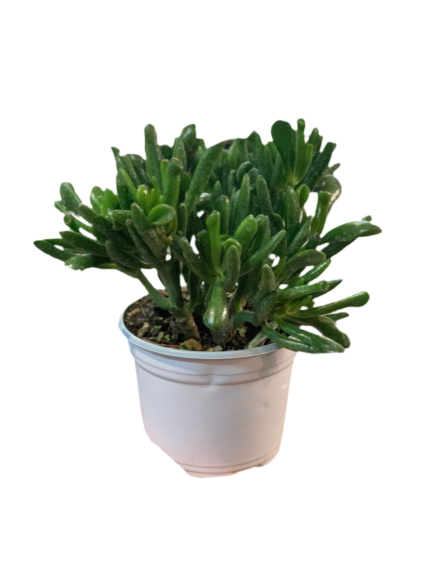 Oreja de Shrek - Crassula ovata ‘gollum’