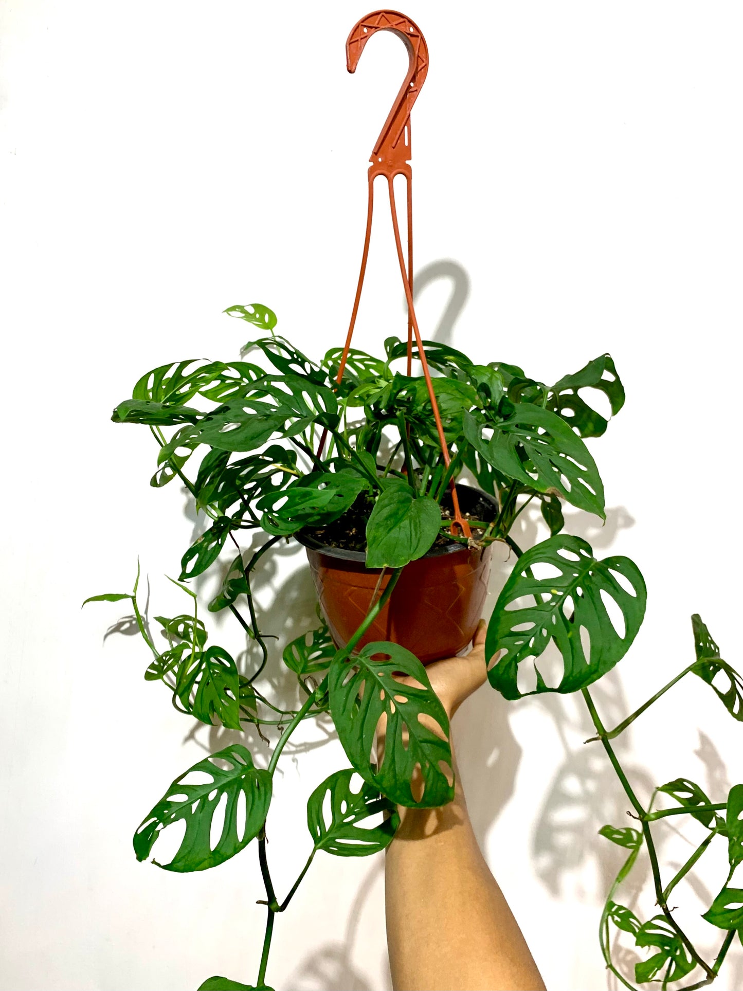 Monstera adansonii - Esqueleto
