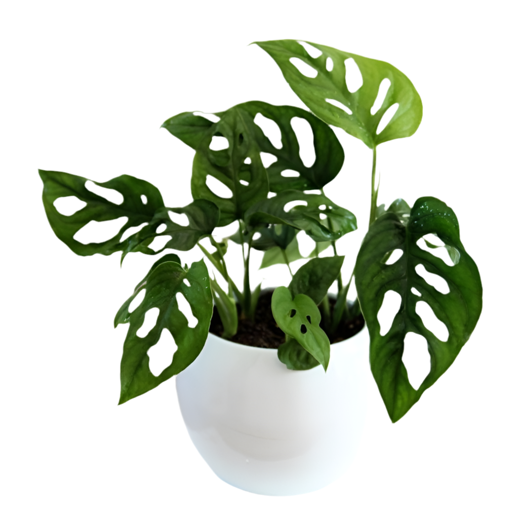 Monstera adansonii - Esqueleto