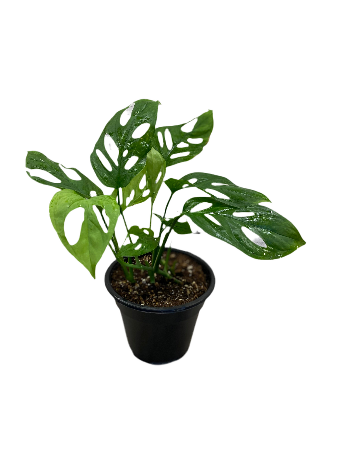 Monstera adansonii - Esqueleto