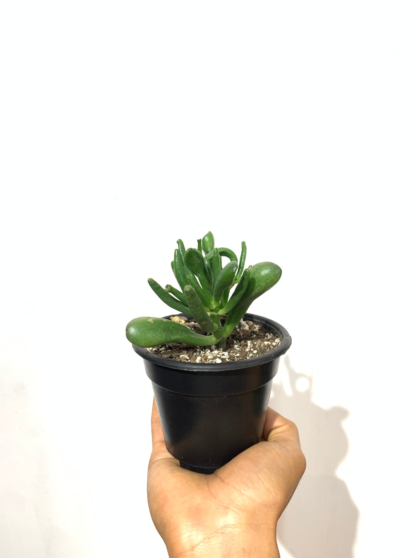 Oreja de Shrek - Crassula ovata ‘gollum’