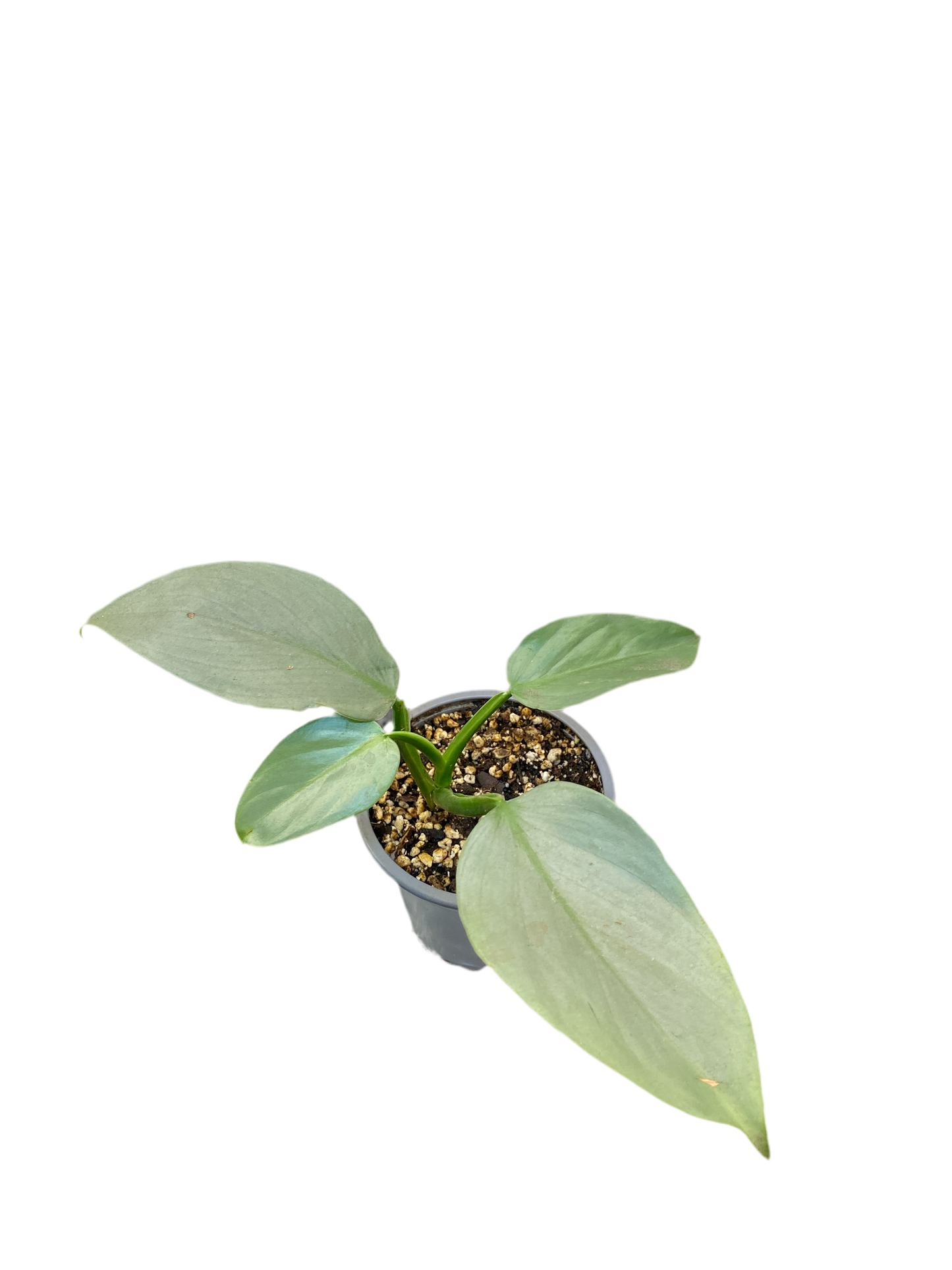 Filodendro Hastatum Silver