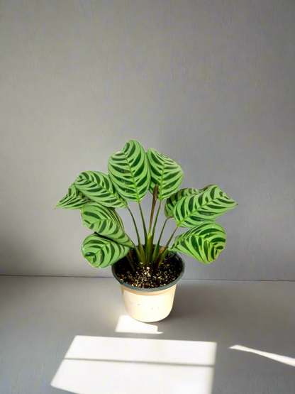 Ctenanthe amabilis - Calathea amabilis