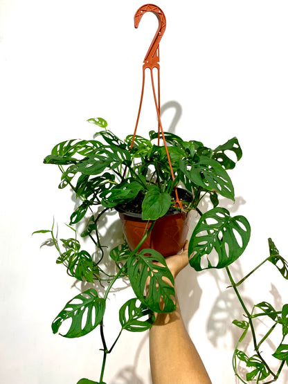 Monstera adansonii - Esqueleto