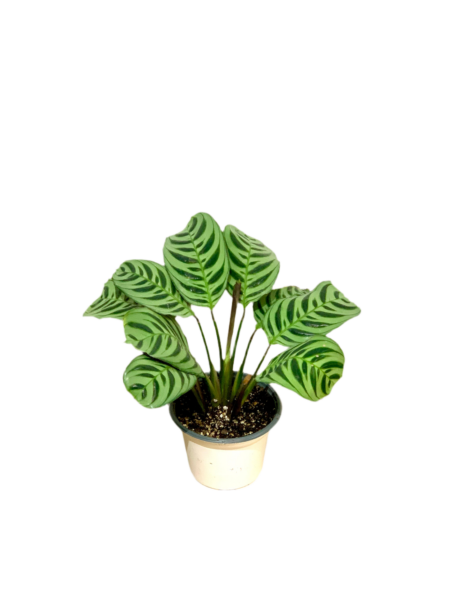 Ctenanthe amabilis - Calathea amabilis