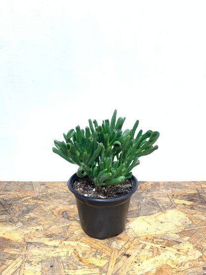 Oreja de Shrek - Crassula ovata ‘gollum’