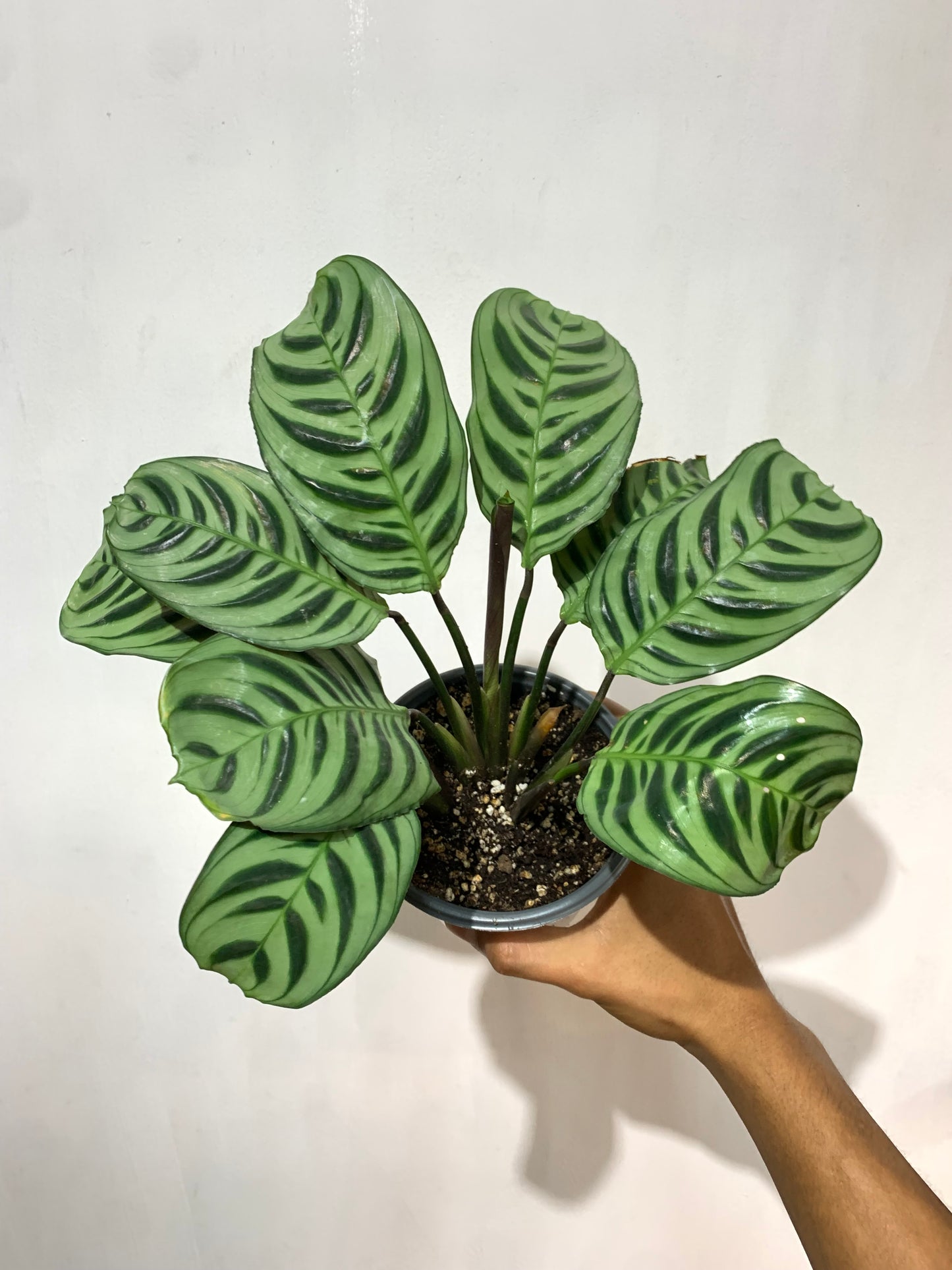 Ctenanthe amabilis - Calathea amabilis