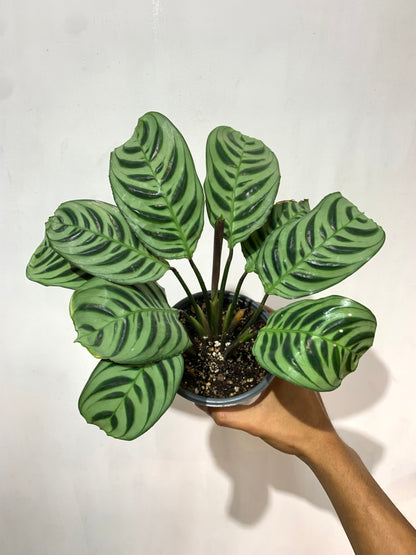 Ctenanthe amabilis - Calathea amabilis