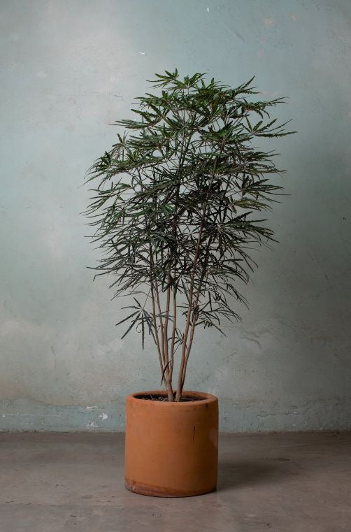 Aralea elegantissima