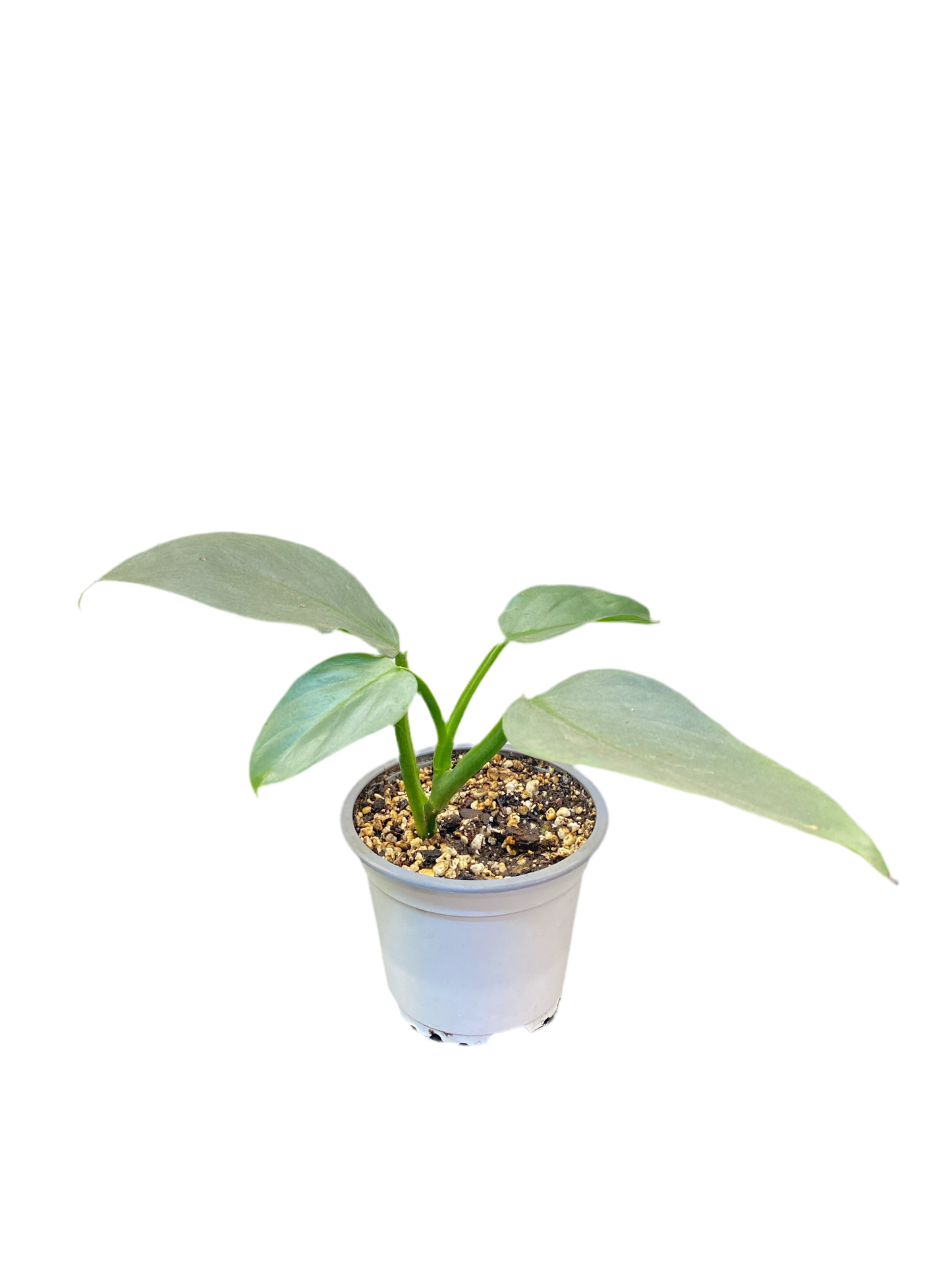 Filodendro Hastatum Silver