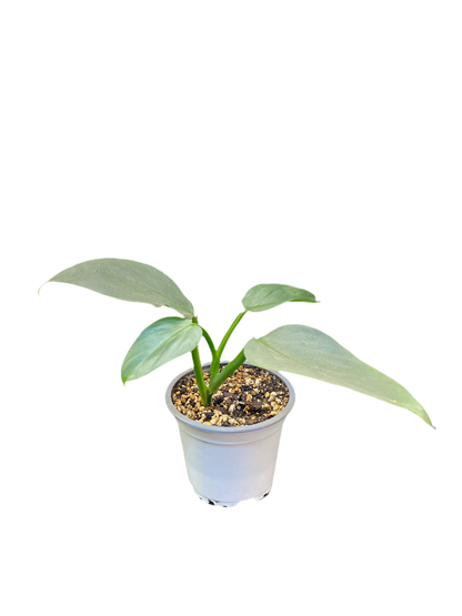 Filodendro Hastatum Silver