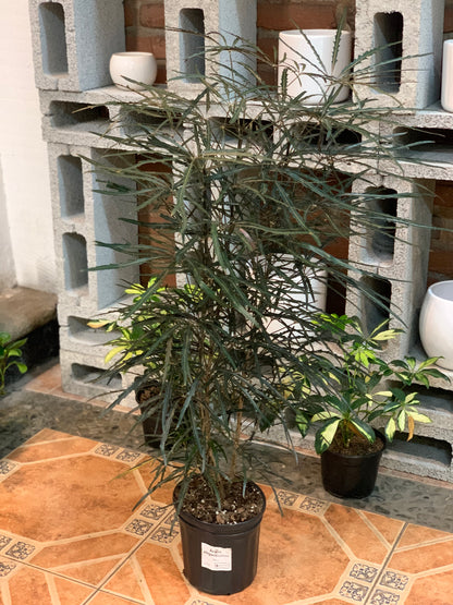 Aralea elegantissima